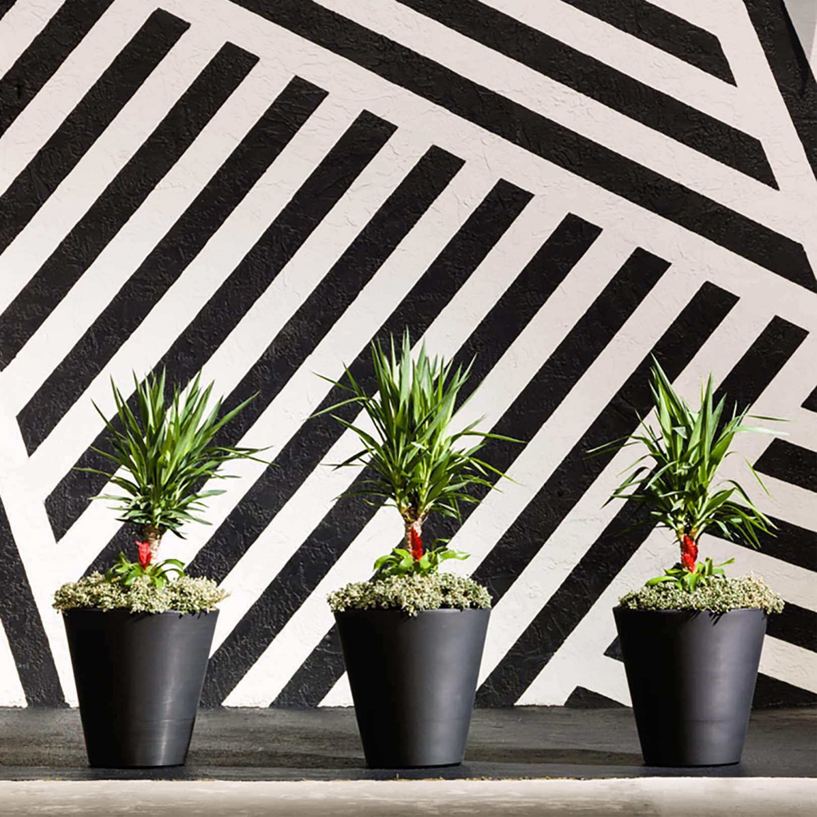 Striped Black and White Wall with Madison Planters